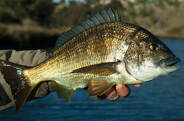 Image: Shane Chalker